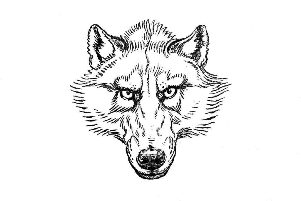 kako nacrtati vuka - lice vuka ilustracija