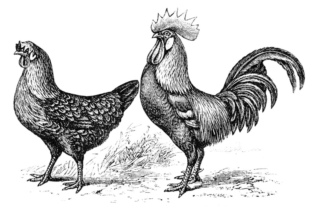Sjenčan crtež pijetla