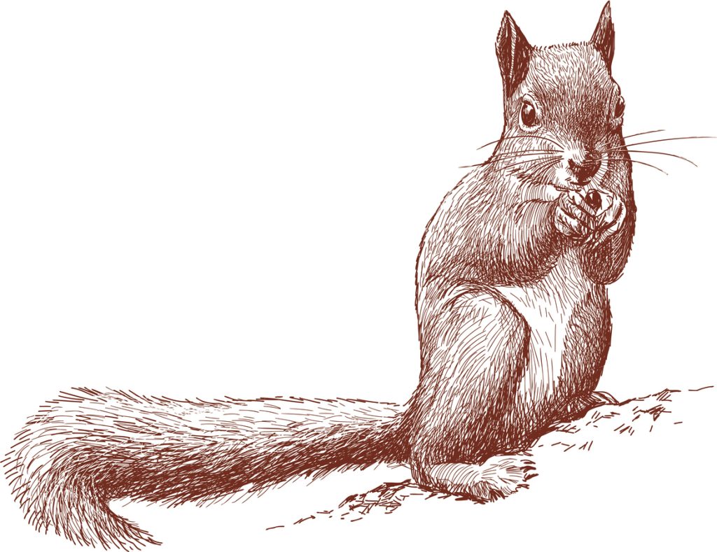 kako nacrtati vjevericu - detaljan crtež crvene vjeverice