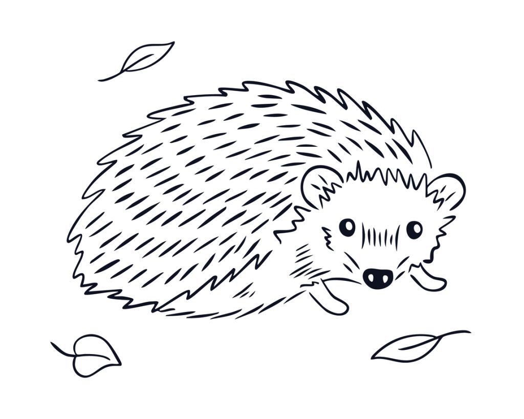 Jež sladak crtež olovkom