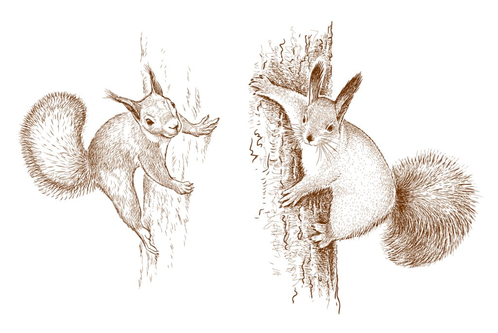 kako nacrtati vjevericu