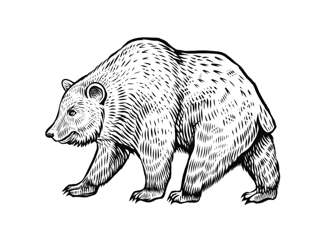 Kako nacrtati medvjeda - crtež medvjeda dok hoda